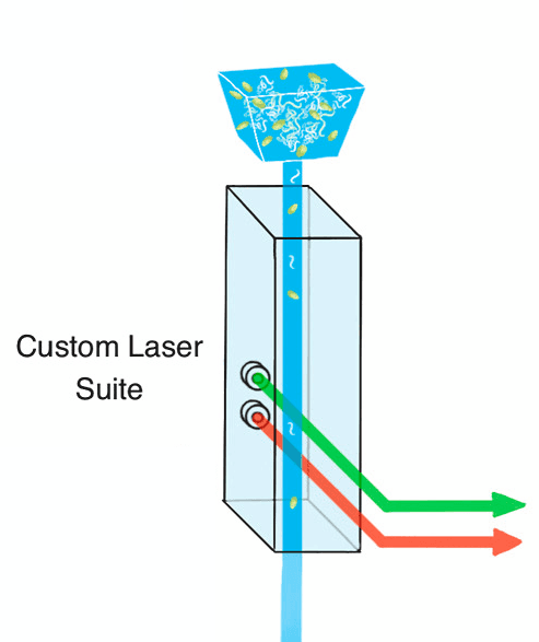 Organisms flowing single-file through the custom laser suite, scattering green and red beams.